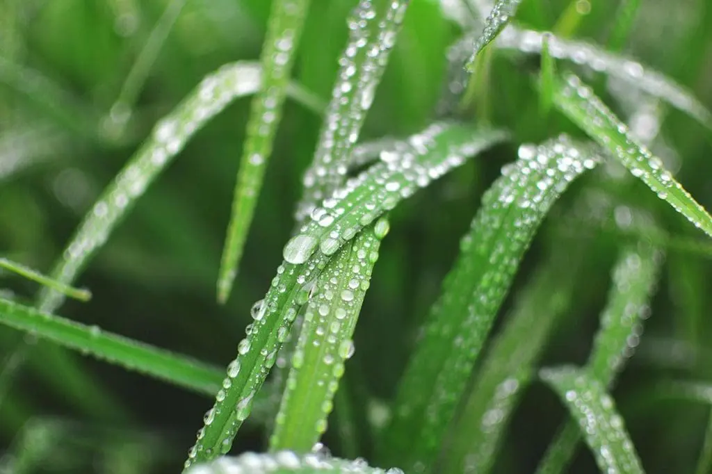 Use a Rain Gauge