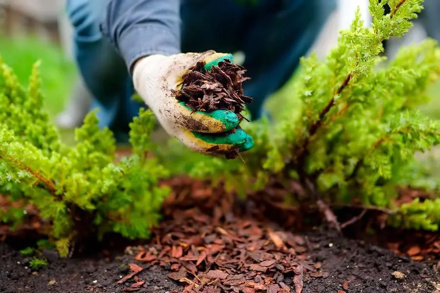Garden Mulch Insects