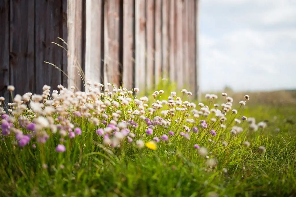 Steps to Get Rid of Clover