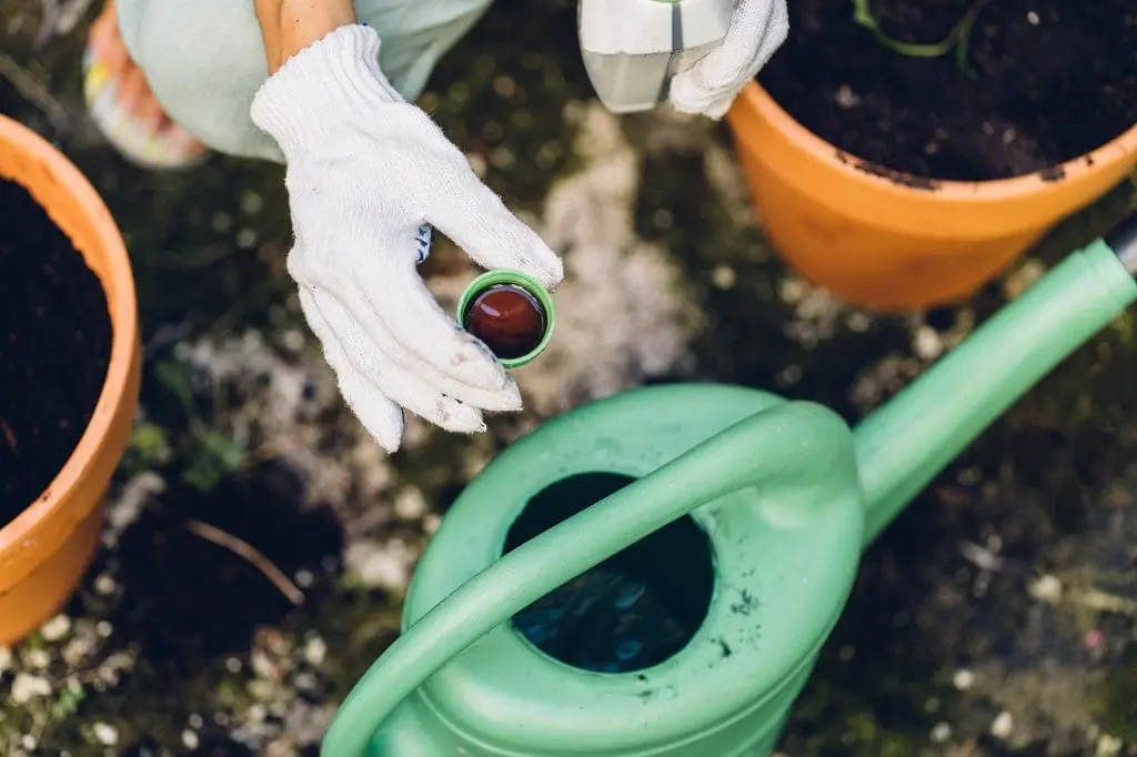 How to Feed Trees and Shrubs