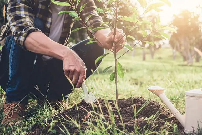 Deep Feeding Your Trees