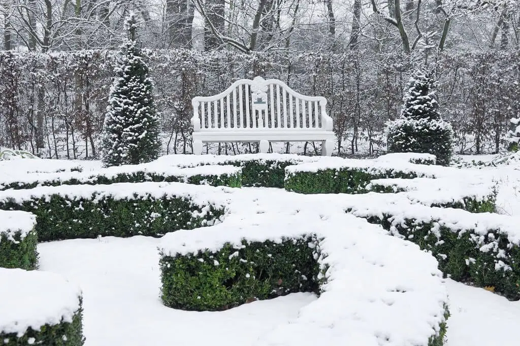 Treeas and Shrubs Winter Damage