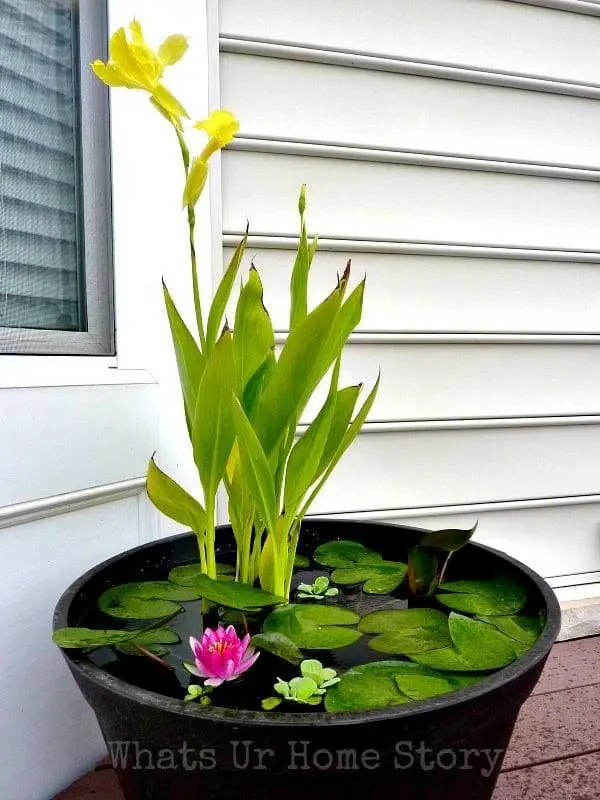 Mini Water Garden
