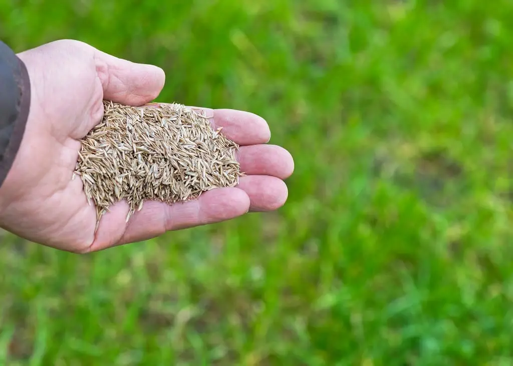 Aeration And Overseeding Lawn