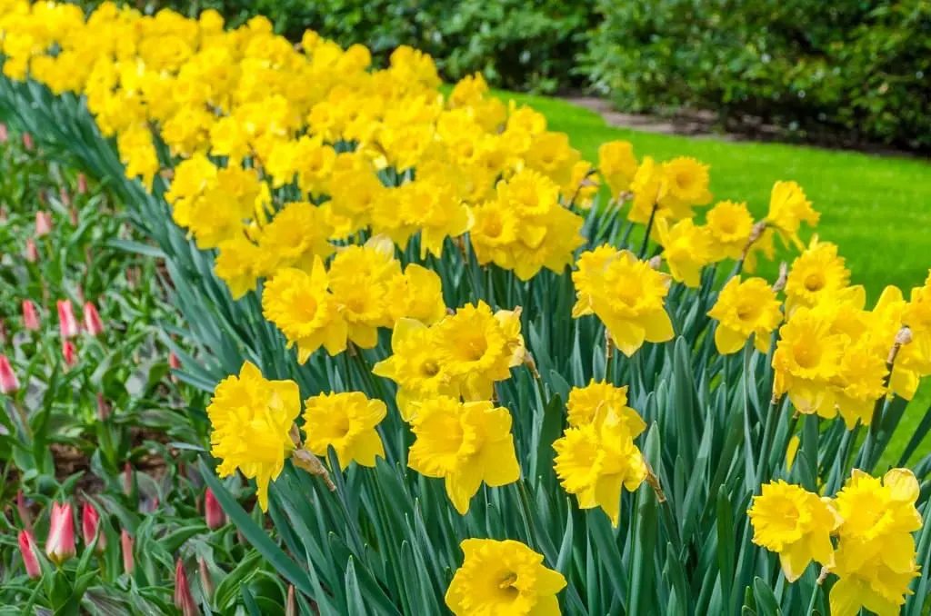Daffodils Commercial Flowers