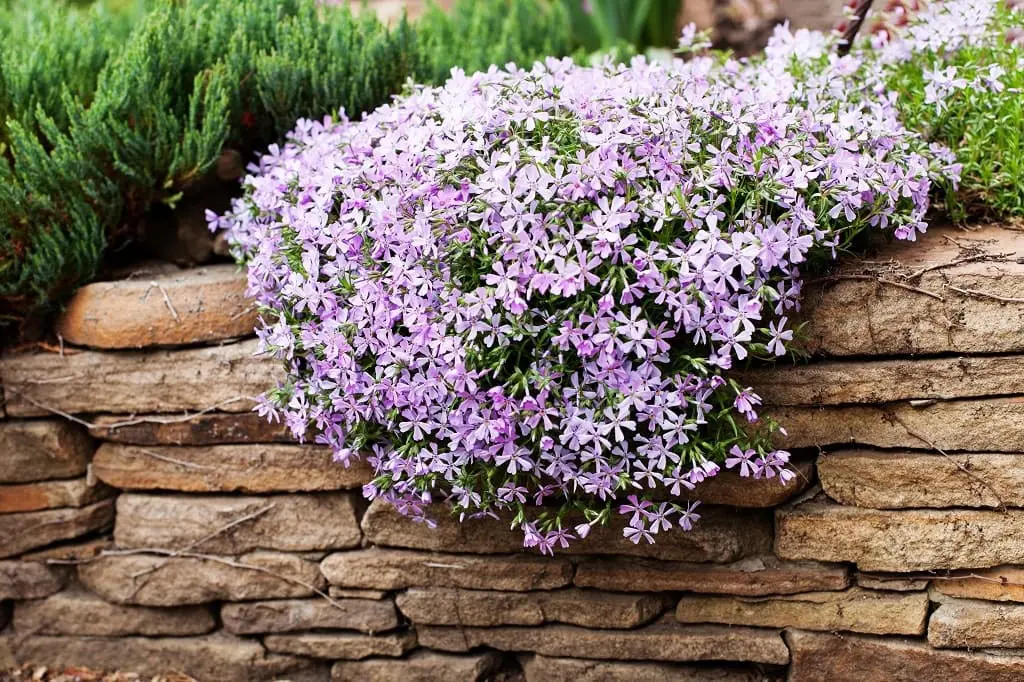 Creeping Phlox for Business Garden