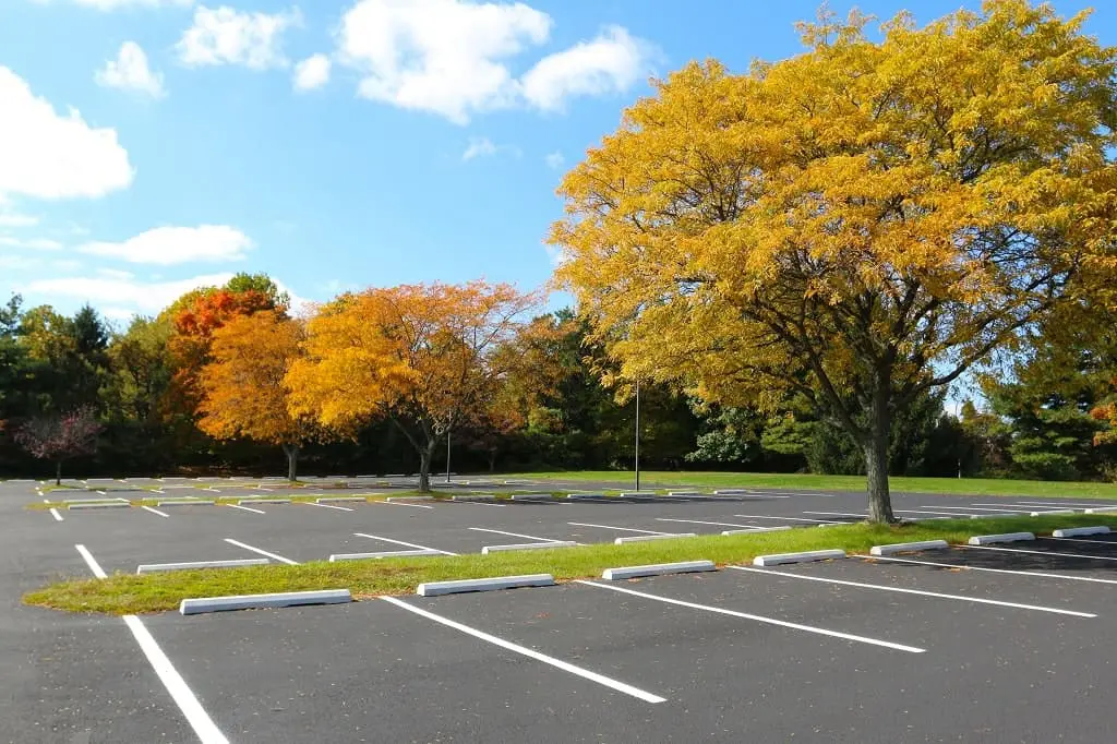 Trees For Parking Lot