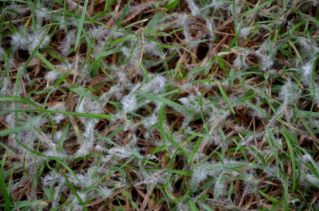 What Is Snow Mold On Grass And How Do You Treat It