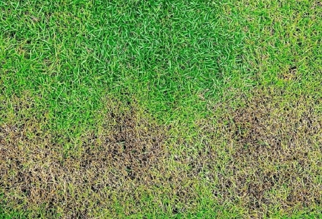  Dollar Spot Disease