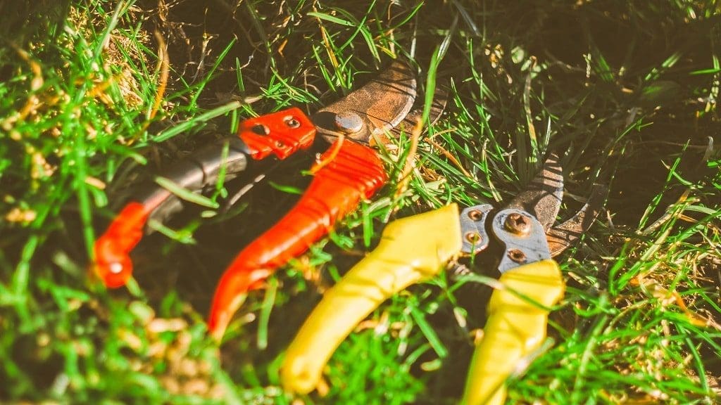 pruning shrubs and trees