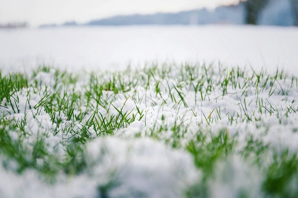 snow on grass