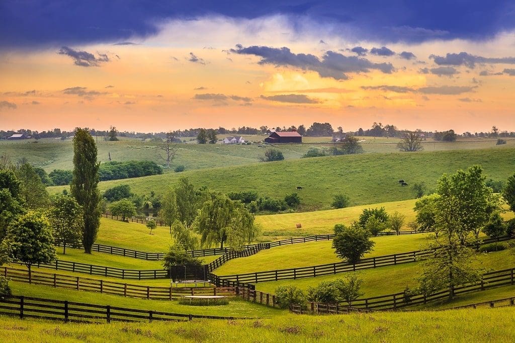 Kentucky bluegrass