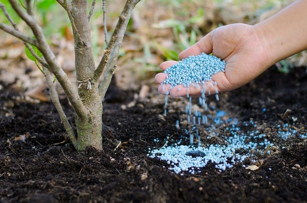 Fall Fertilizer For Trees And Shrubs