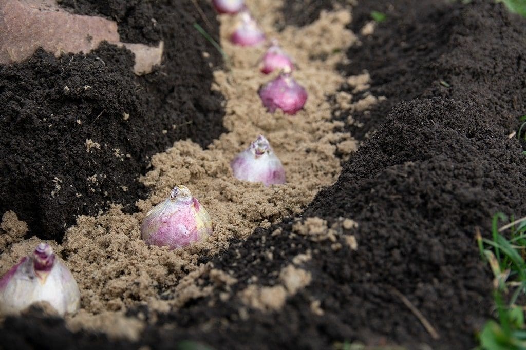 Fall Fertilizer For Bulbs