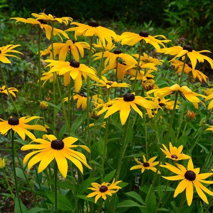 Deers don't eat black-eyes susan - a wildflower.