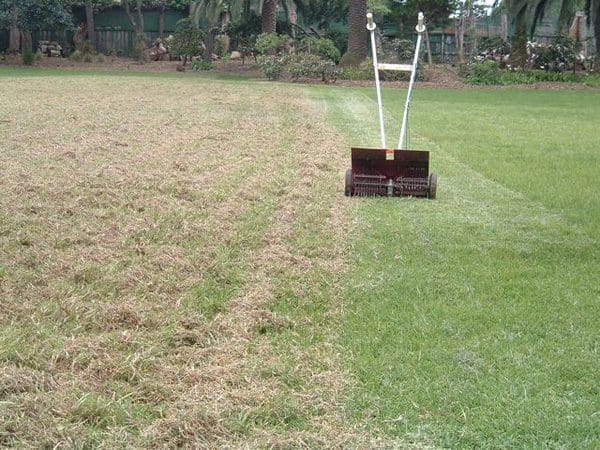 a lawn before and after dethatching