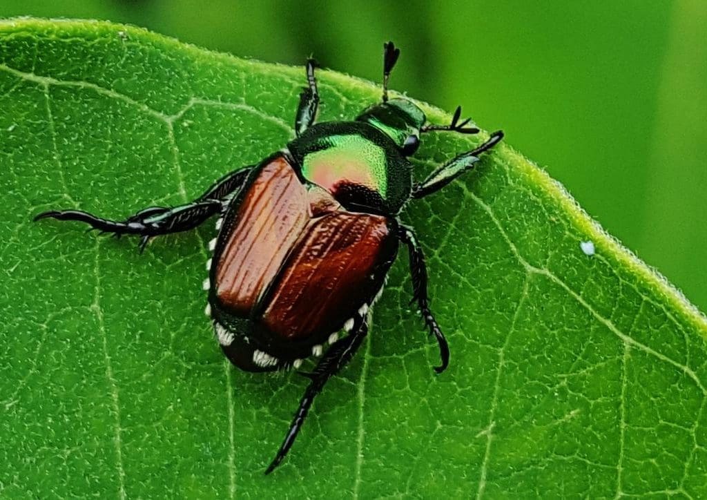 The Japanese beetle is one of the most common insects that will cause damage to your garden. 