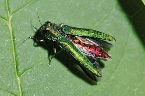 The emerald ash borer is beautiful but dangerous to wisconsin trees and plants.