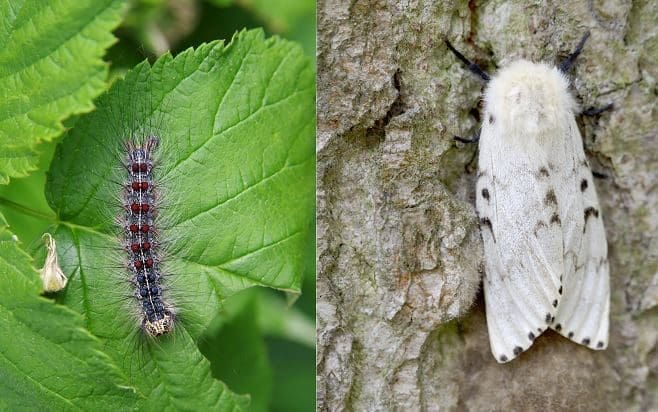 The Gypsy moth is dangerous to trees when it is in its larval stage. 