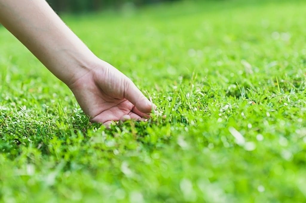 Tug Test Dormant Dead Grass