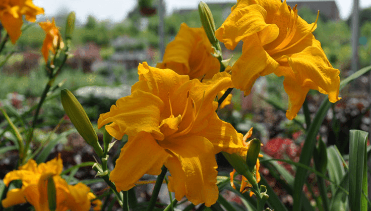 Daylily growing in Wisconsin