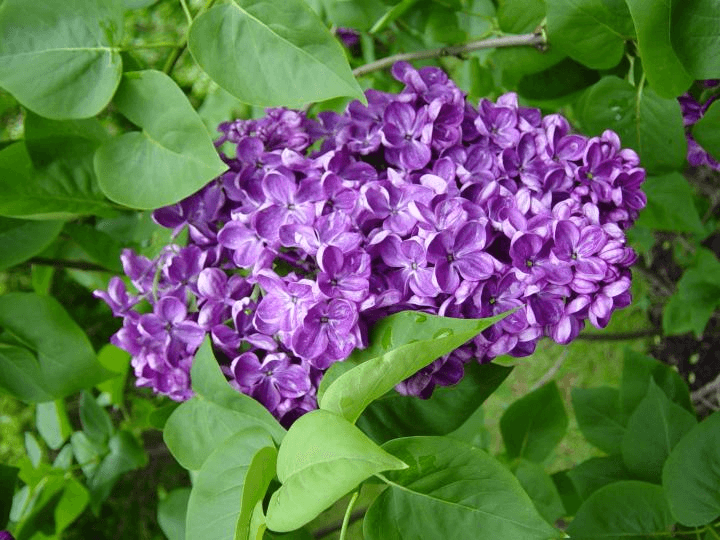 Lilac flowers grow well in Wisconsin