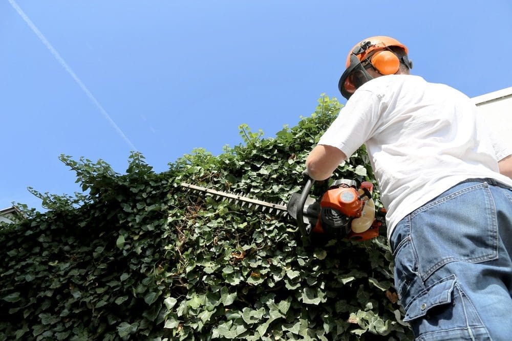 shrub shearing