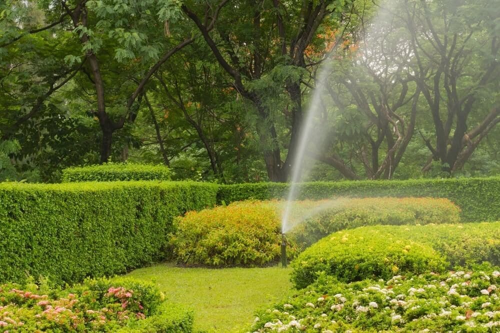 watering the lawn