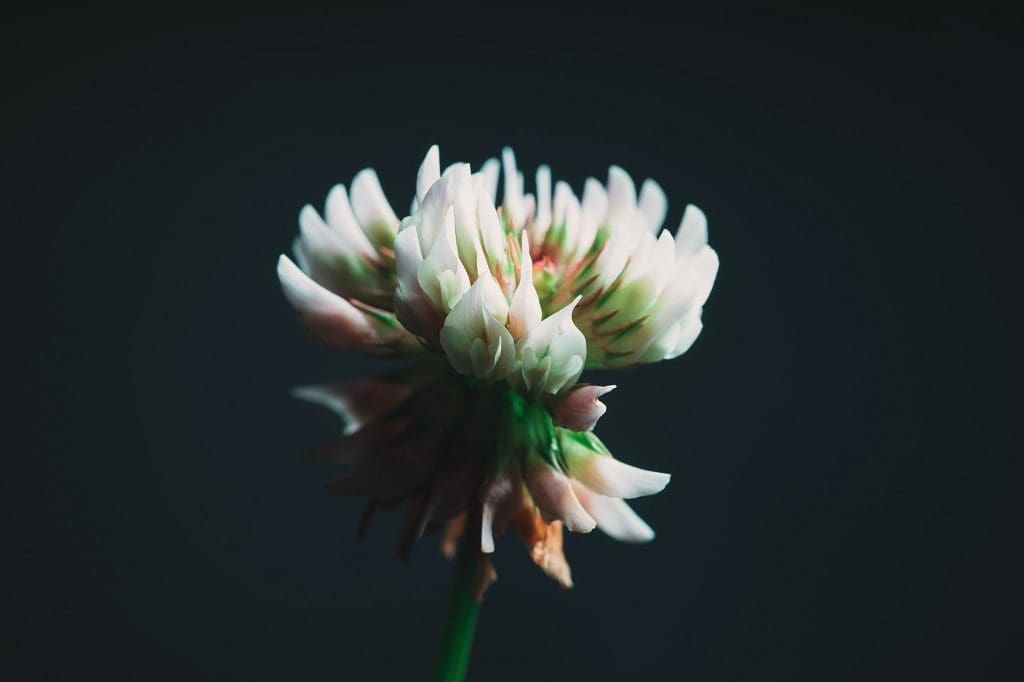 White Flowers In The Lawn - Is It Clover