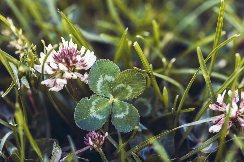 Does Clover Have Advantages