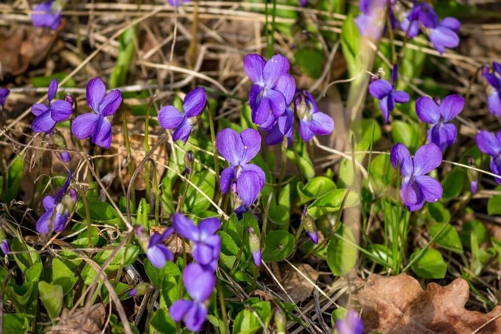 What Do Wild Violets Look Like