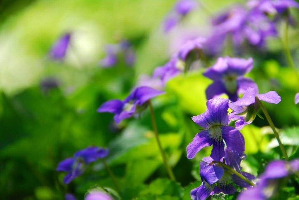 How to Kill Wild Violets