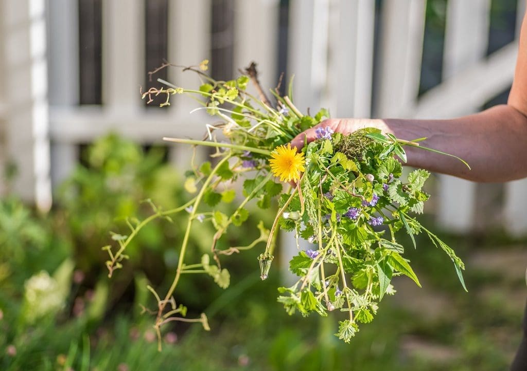 How Do You Get Rid of Ground Ivy