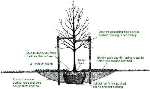 steps to transplanting a tree