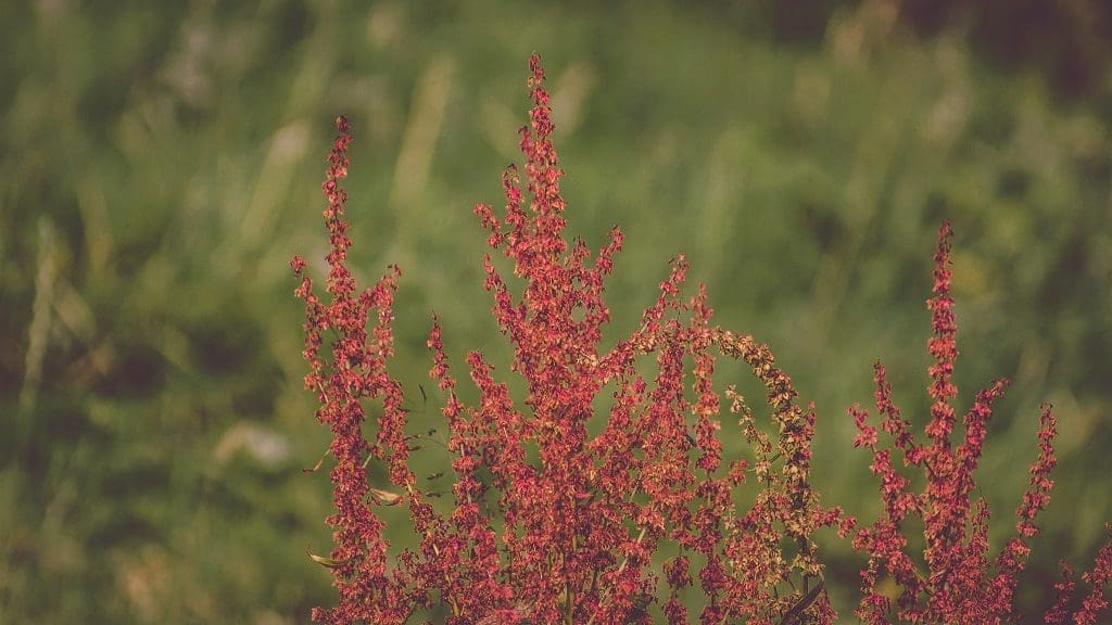 Annual Weeds