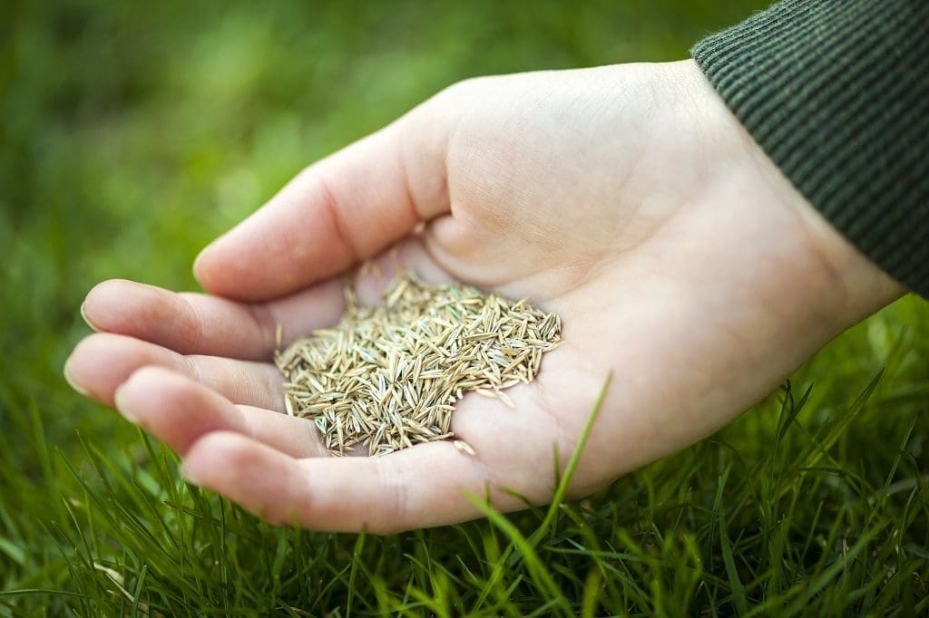 Lawn Overseeding