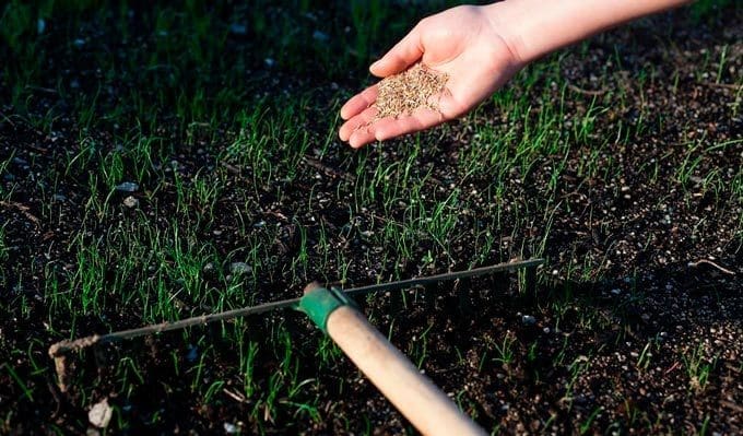 How to Overseed a Lawn