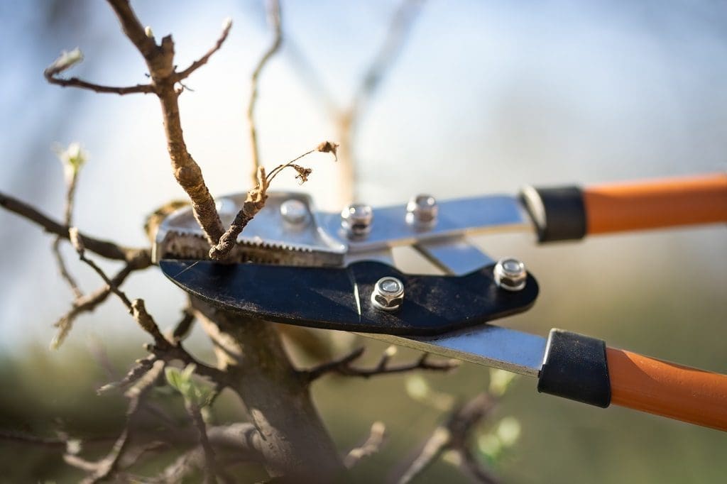 Why to Prune Your Trees