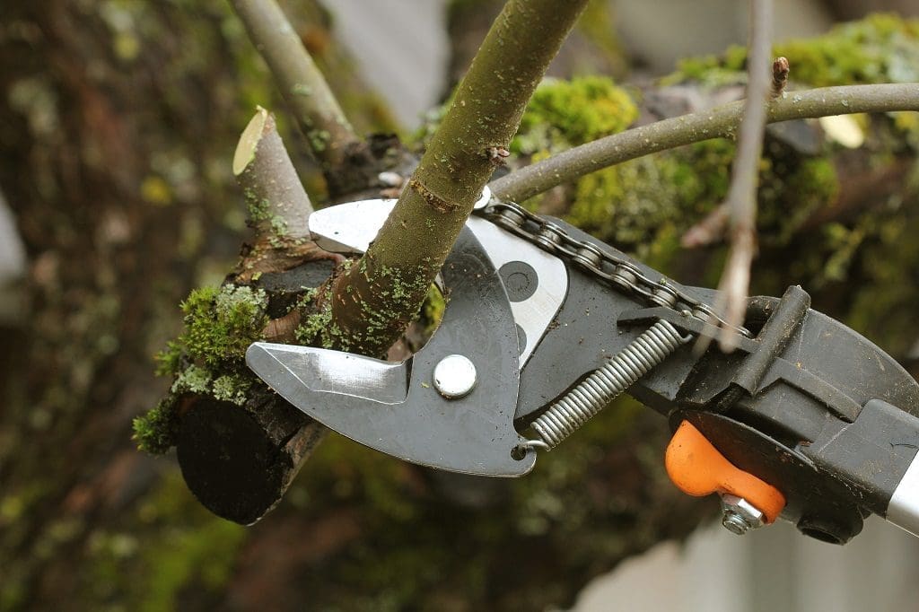 Pruning Trees Benefits