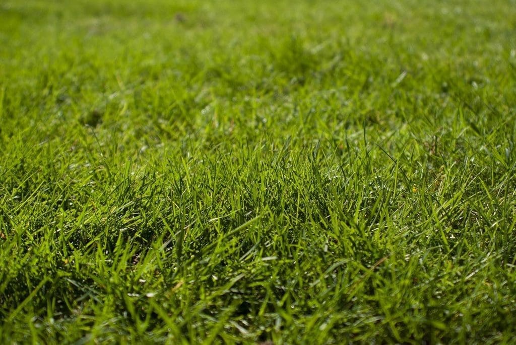 growing a lawn from grass seed