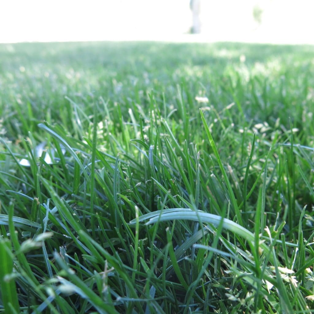 Kentucky bluegrass growing in a Wisconsin yard