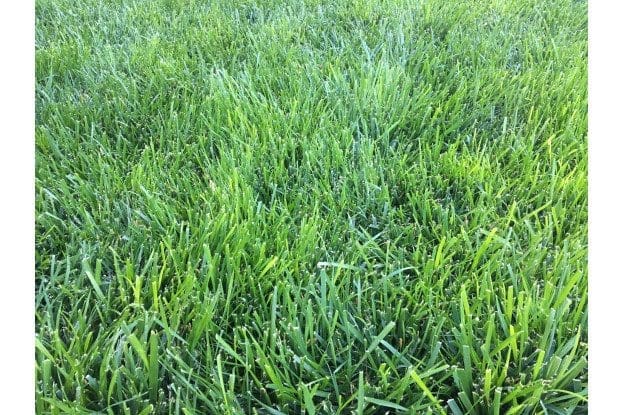 Tall fescue is a popular grass variety in Wisconsin because it survives the cold winters well.  