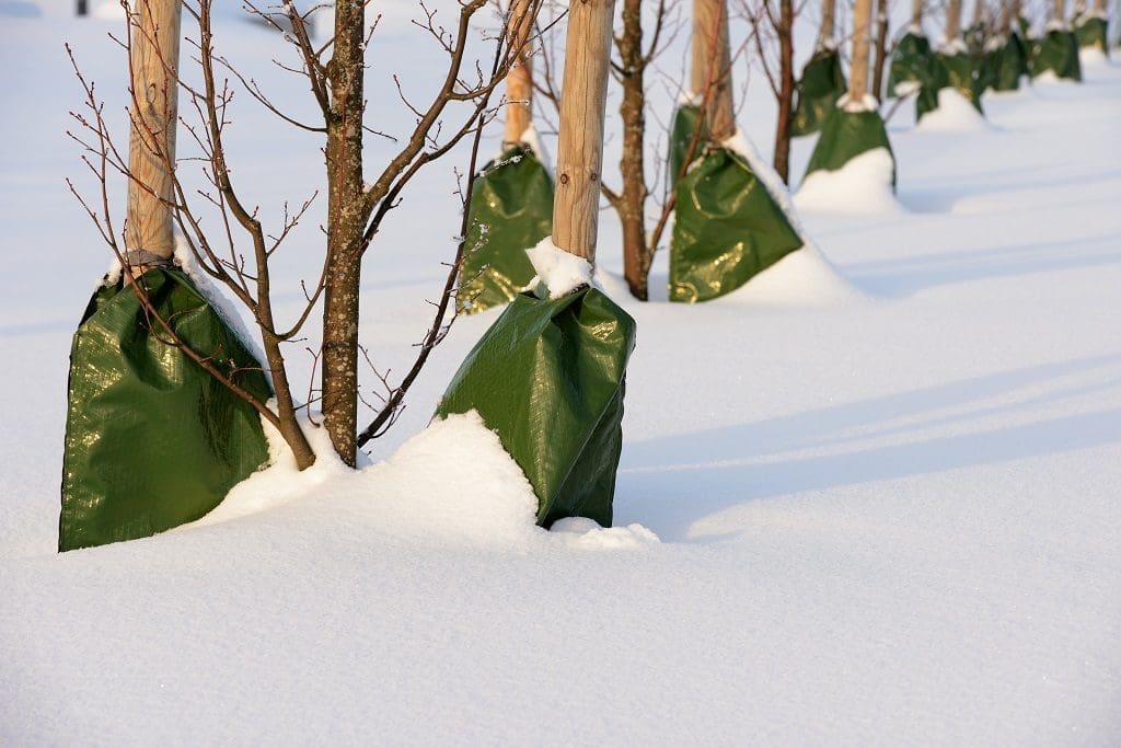 Damage Trees and Shrubs in Winter