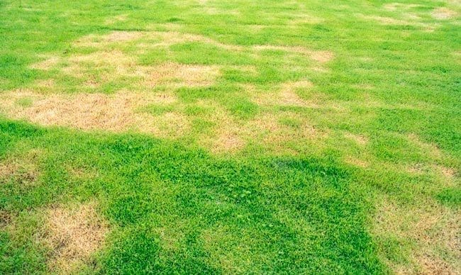 Lawn Fungus Care