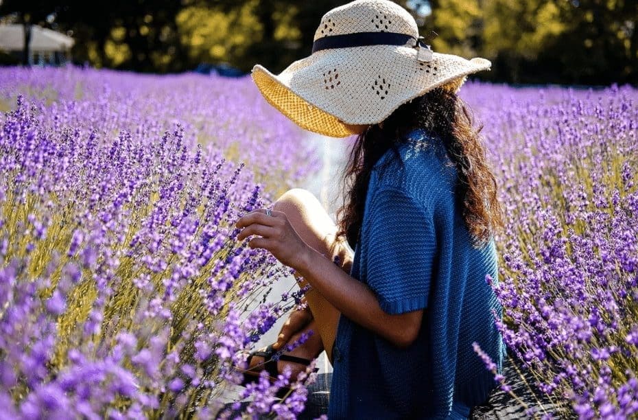 Plant Lavender