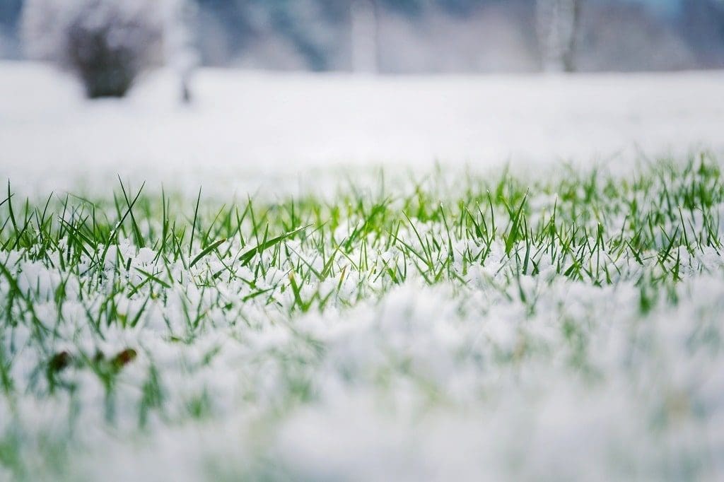 Prevent Salt Damage Lawn