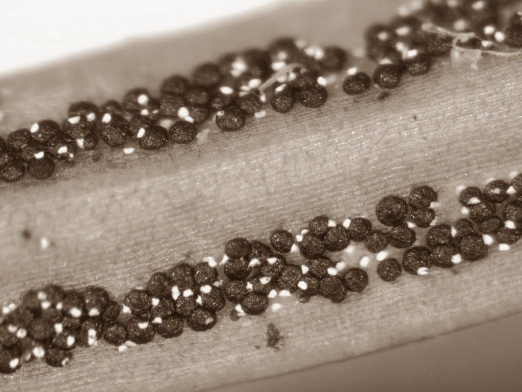 Rhizosphaera Needle Cast