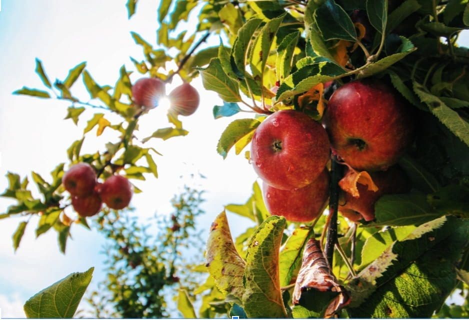 Apple Trees