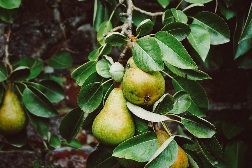 Pear Trees