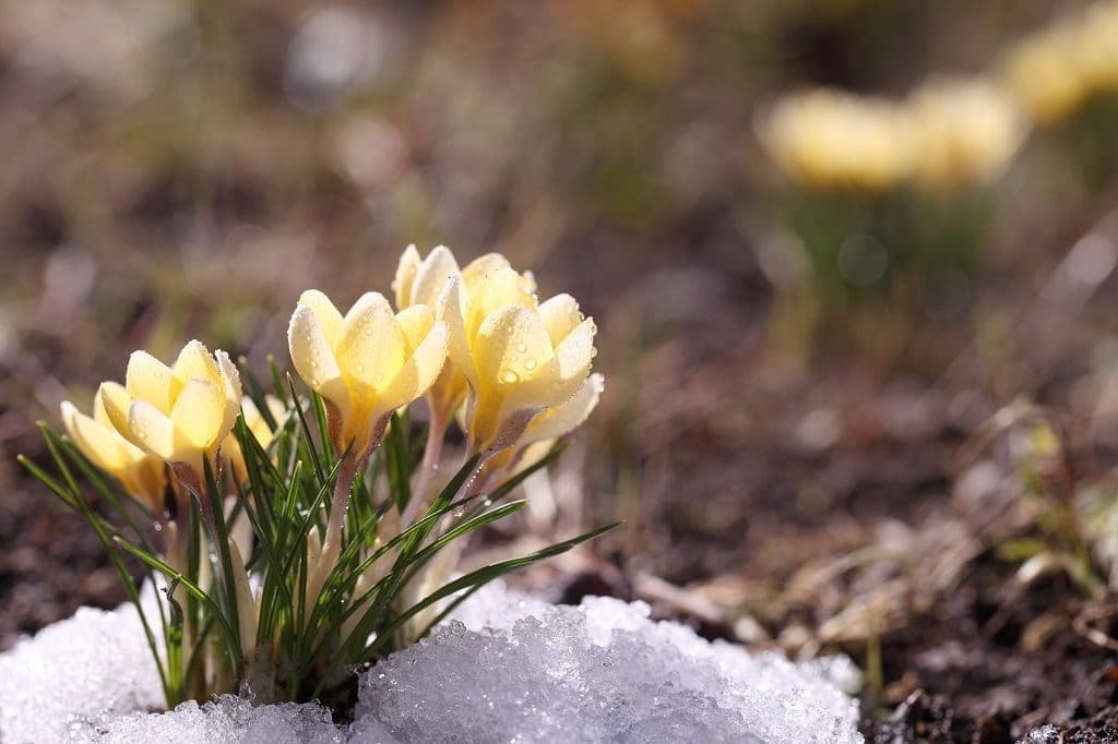 snowdrops